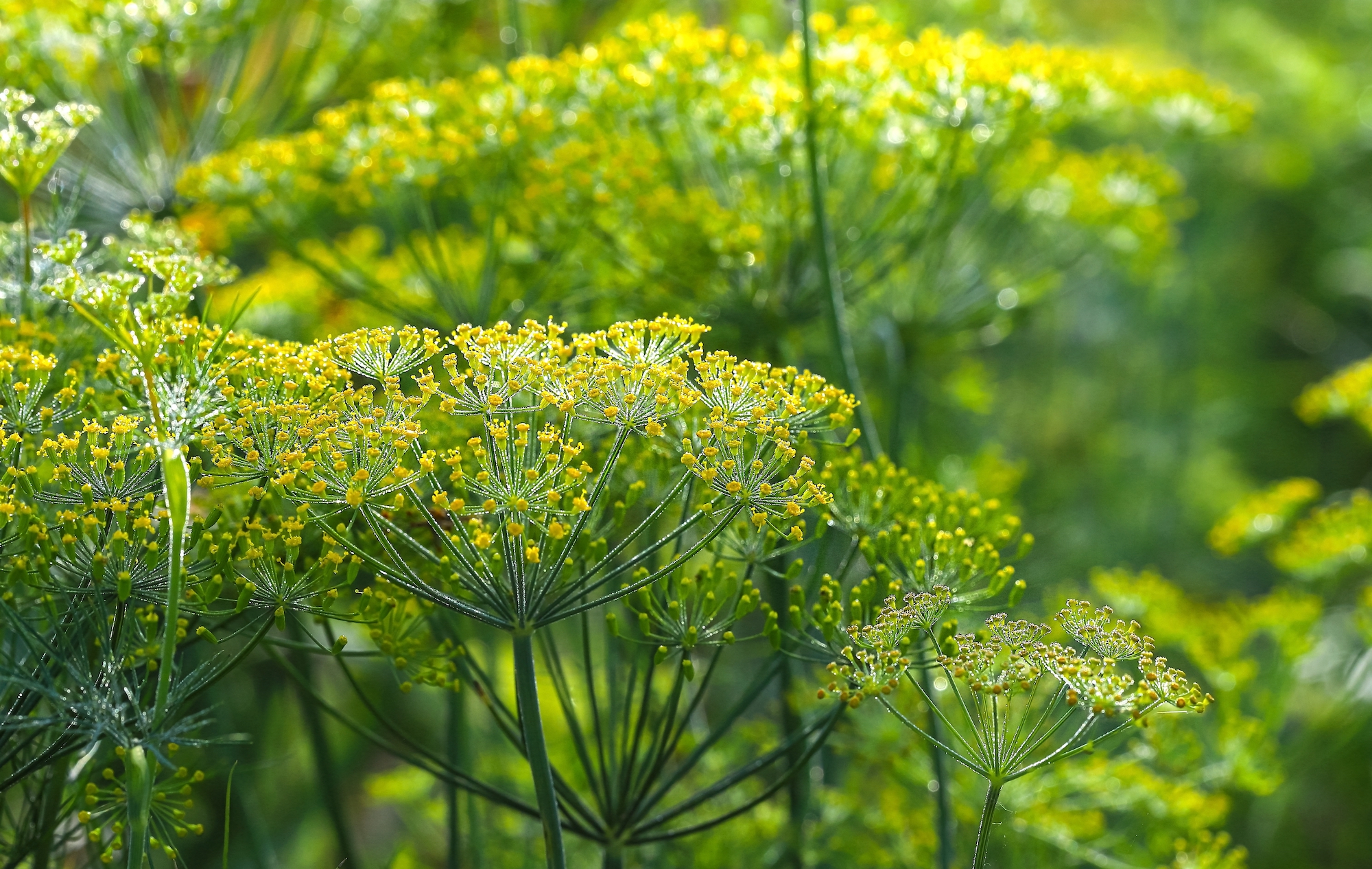 Dill inflorescences 